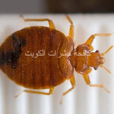 شركة رش حشرات بالكويت