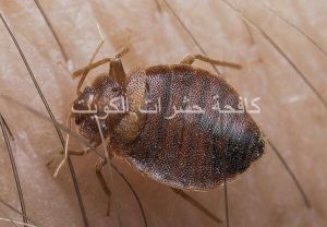 مكافحة حشرات الشدادية بالكويت